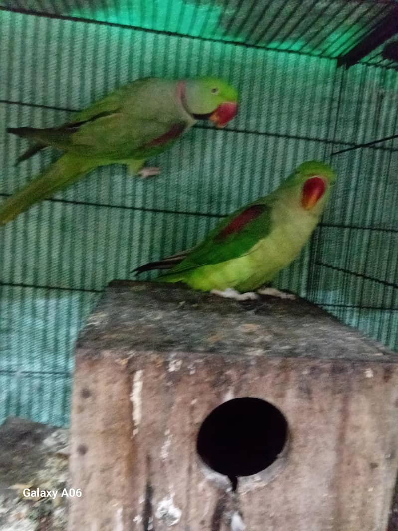 raw parrot 1
