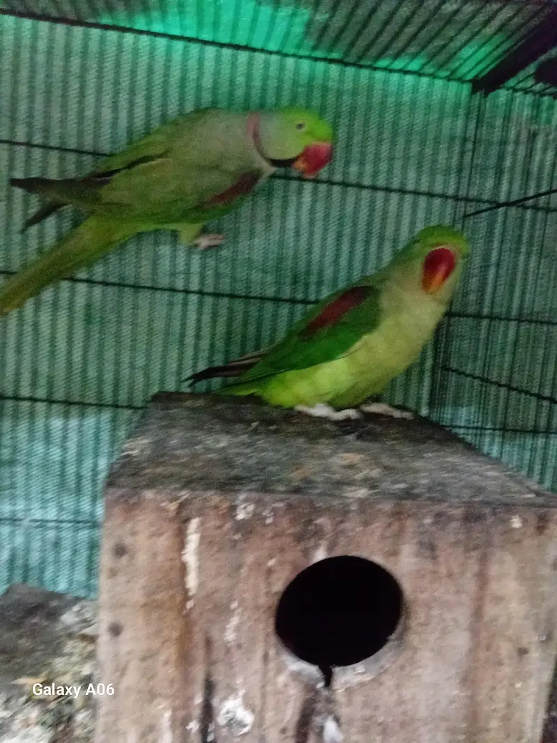 raw parrot — photo 2