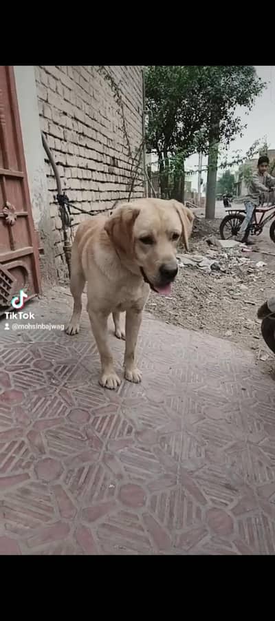 labra dog
