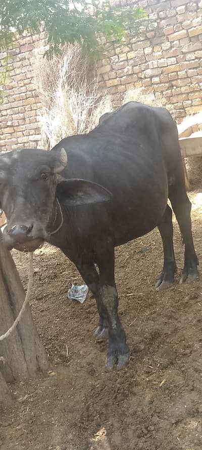 Kata buffalo