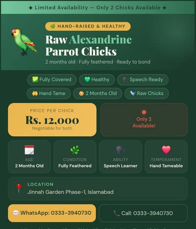  Alexandrine Parrot Raw Chicks For Sale