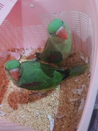 Alexandrine Parrot Raw Chicks For Sale