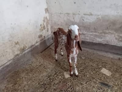 4 Female kids urgent sale