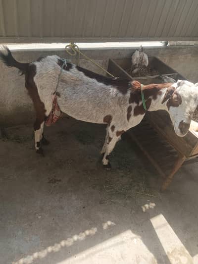 Desi cross bakri 1kg milk