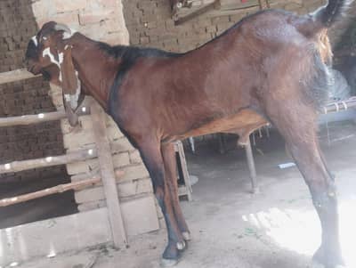 breedr Bakra 0.3. 0.9. 470.2754. .