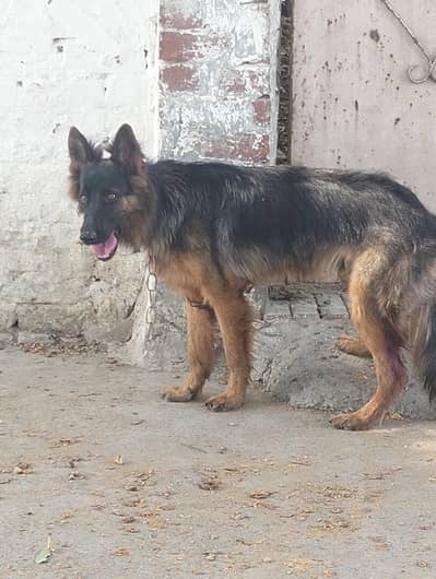 German shepherd long coat male