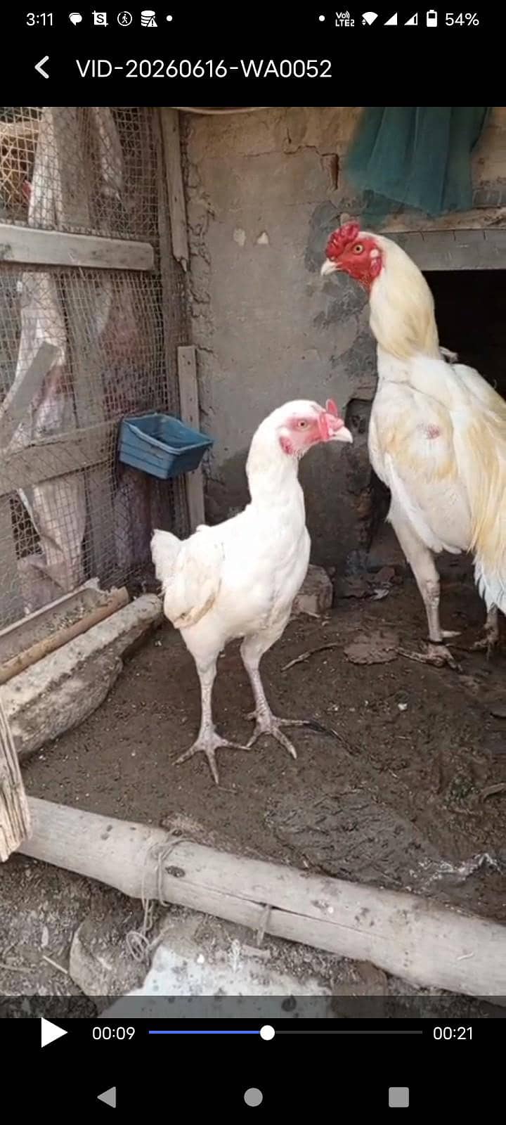 Heera pair 0