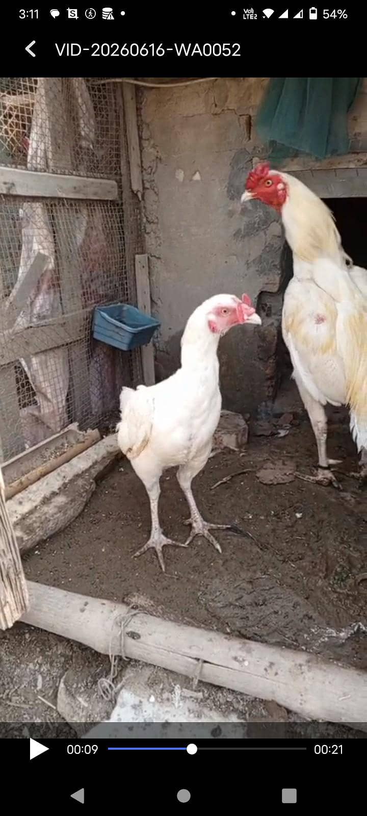 Heera pair 1