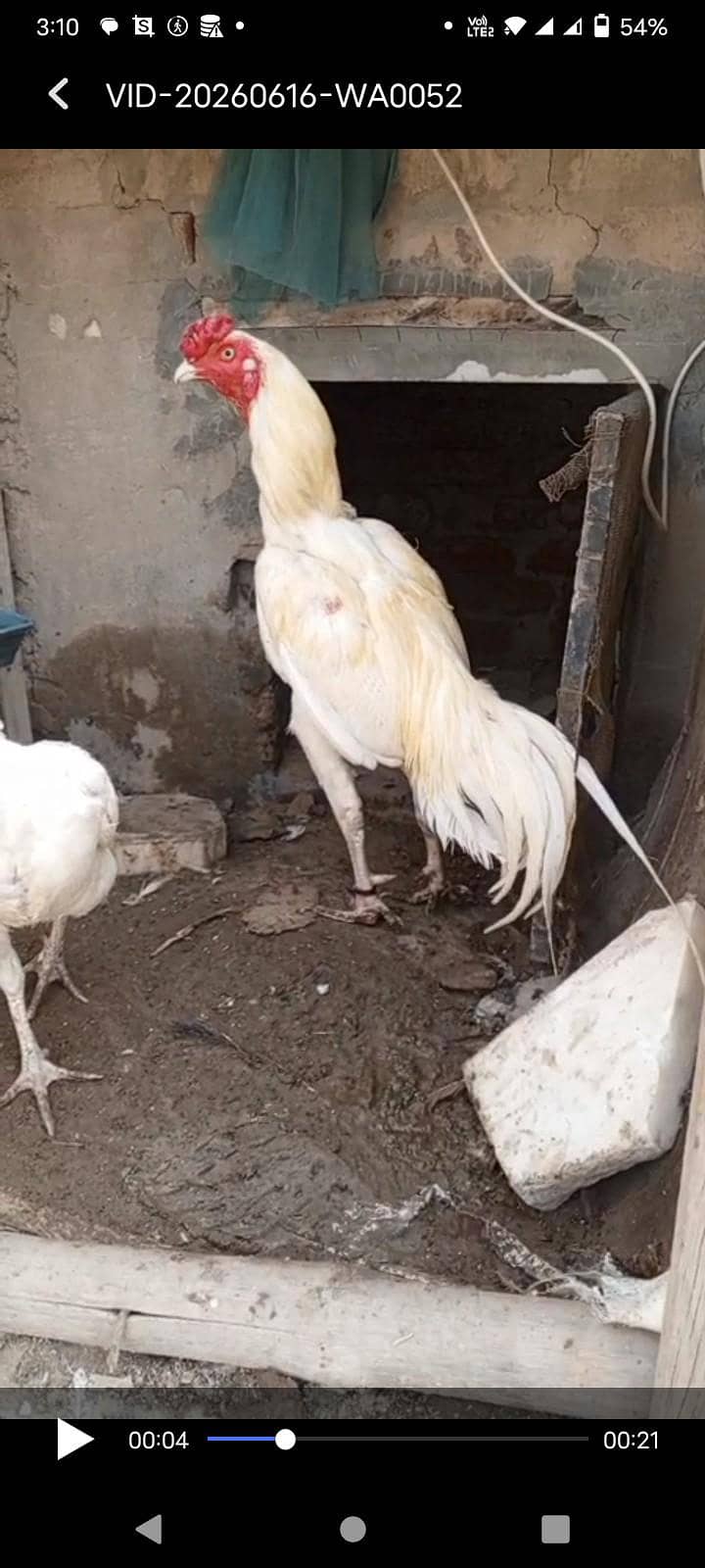 Heera pair 2