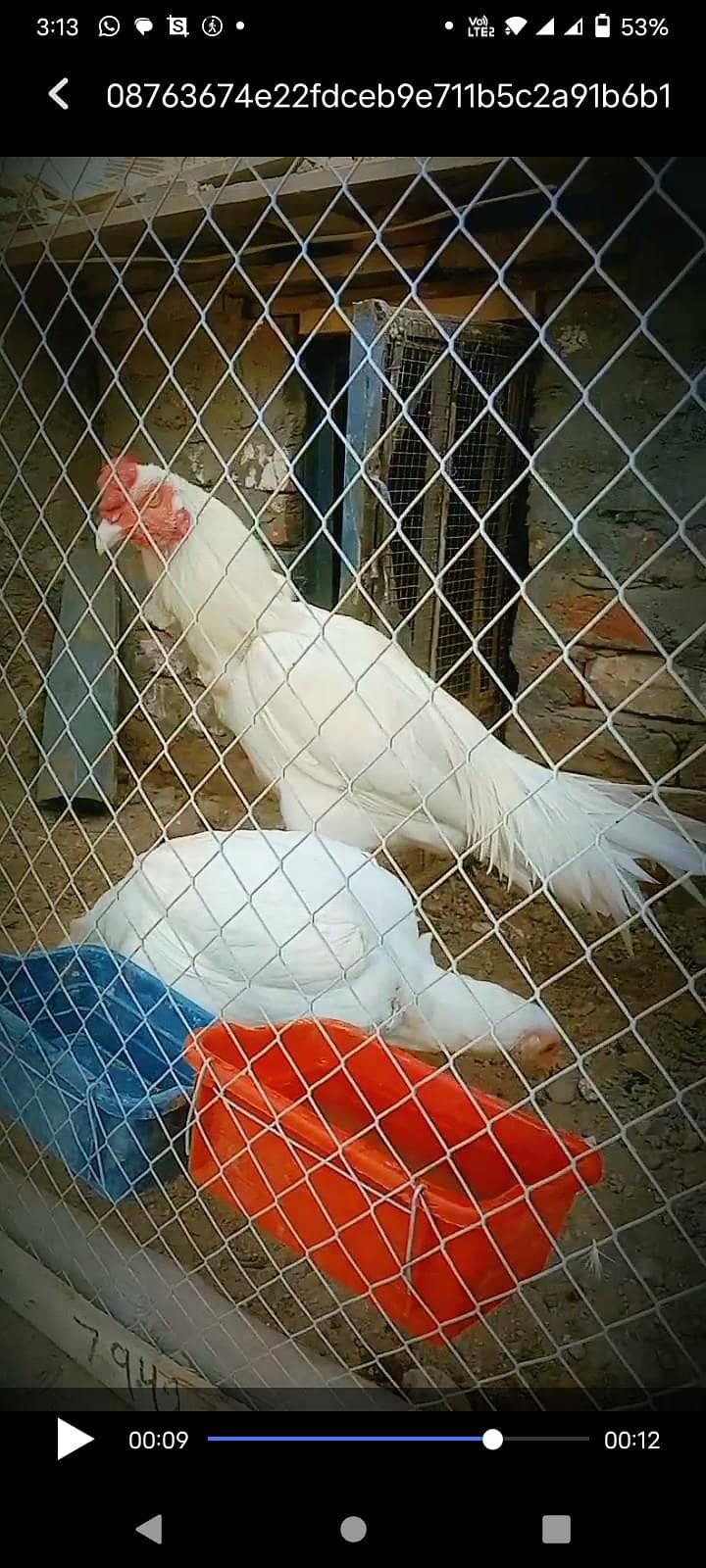 Heera pair 3