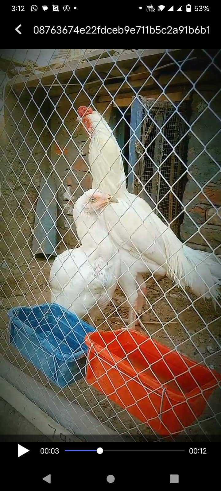 Heera pair 4