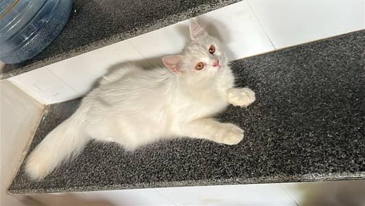 Persian triple coated available for sell