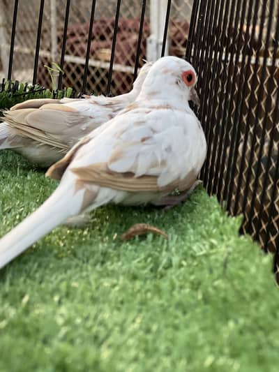 Red pied doves
