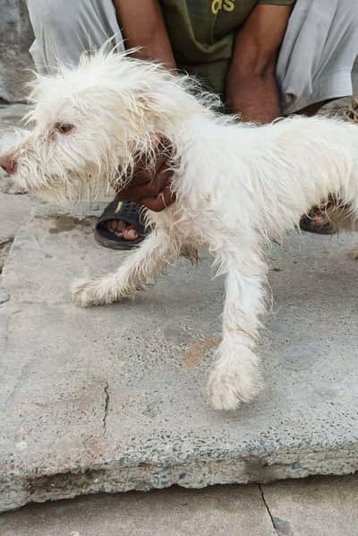 poodle and Persian Cross female