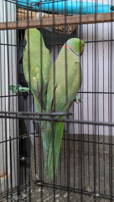 ringneck parrot pair