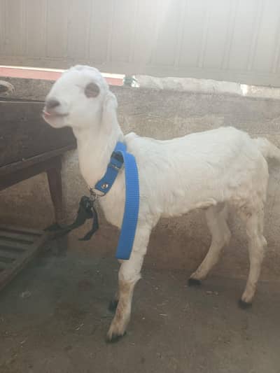 White Desi Cross Bakra