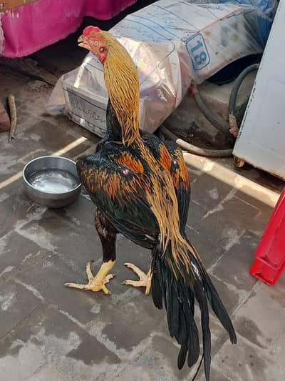 indian long tail parrot beak age 10 months bht nayab patha ha