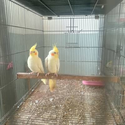 red eye cream pair