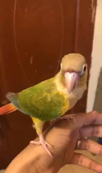 pineapple conure red fector