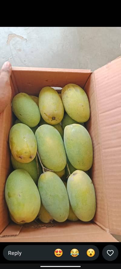 Multani mango for sale