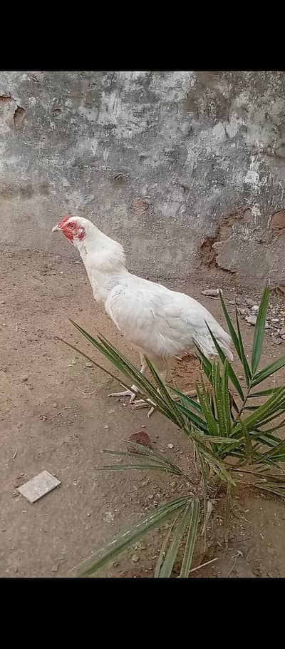 Paper White Heera Madi