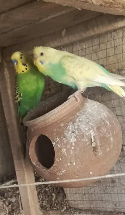 Australia parots for sale urgent