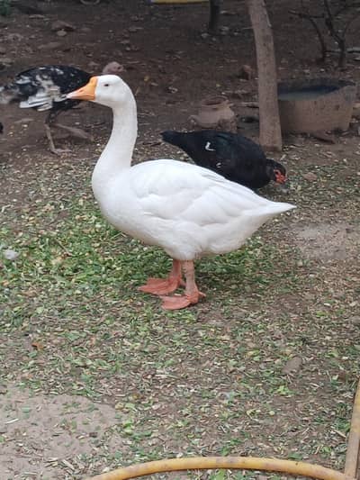 Big long neck duck