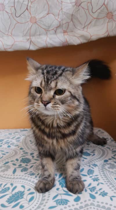 13Month Male Cat Persian for sale