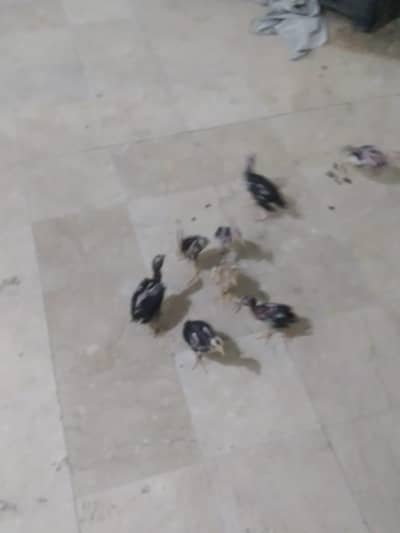 I have aseel chick month 2 or 1.5 month
