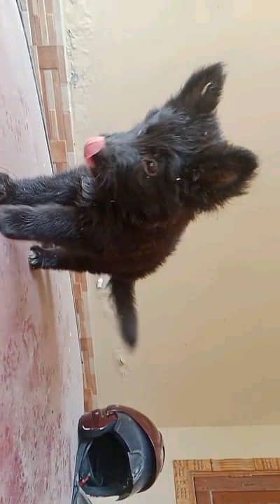 Quality German shepherd puppies contact  Whatsapp  03413177865
