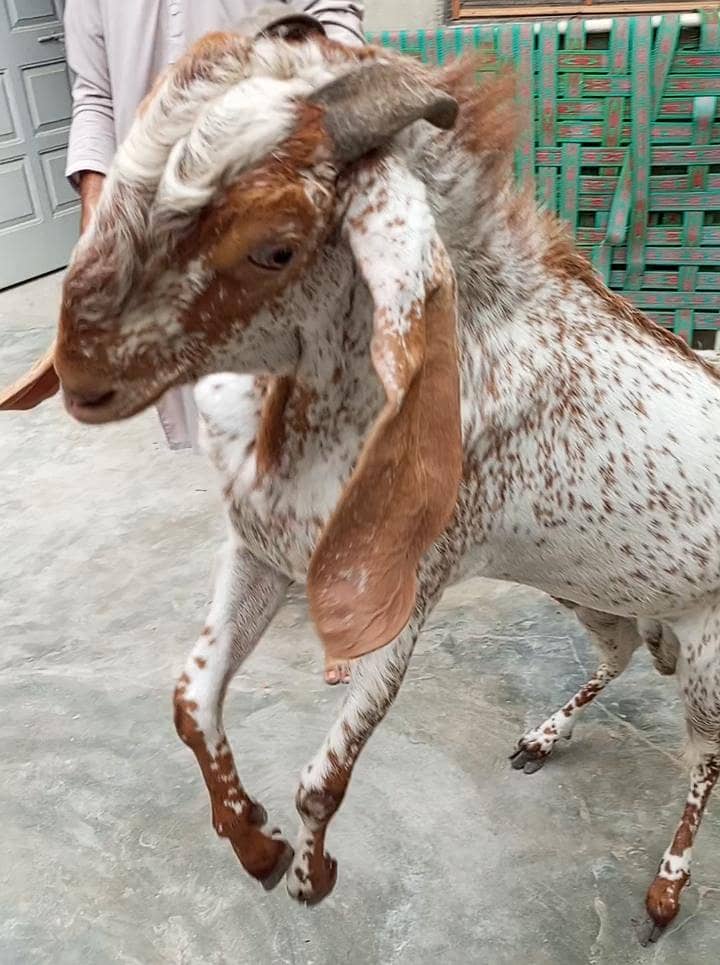 breeder bakra 0