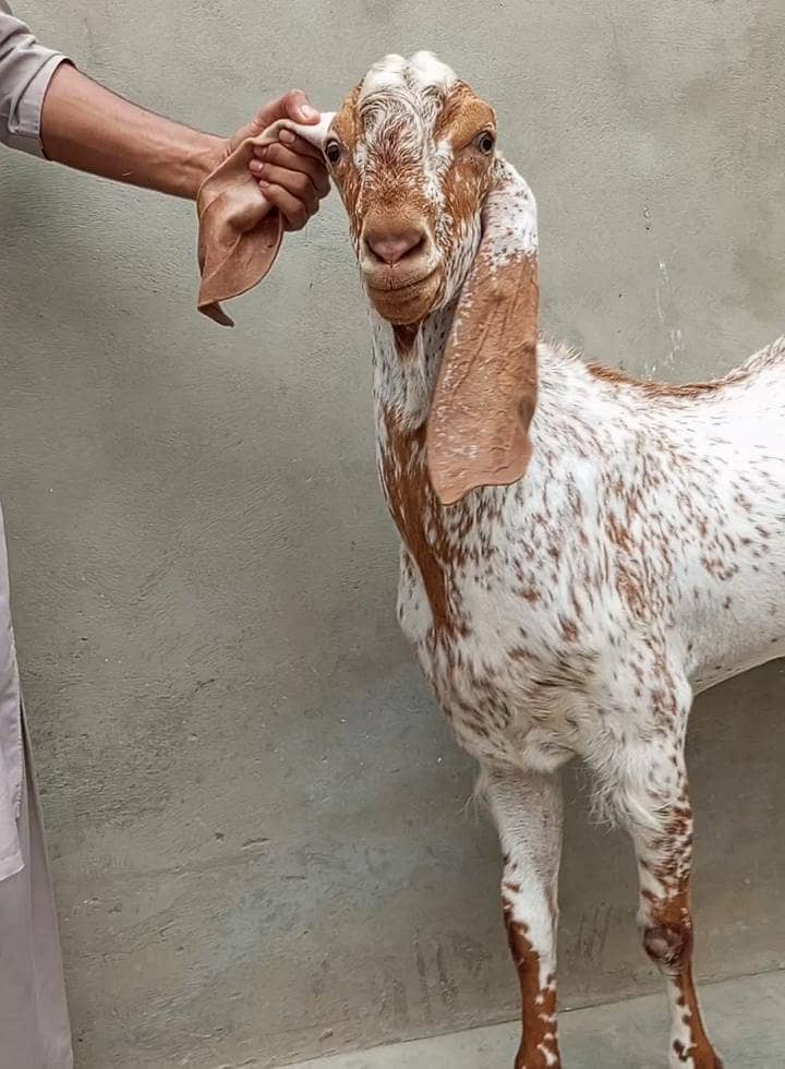 breeder bakra 1
