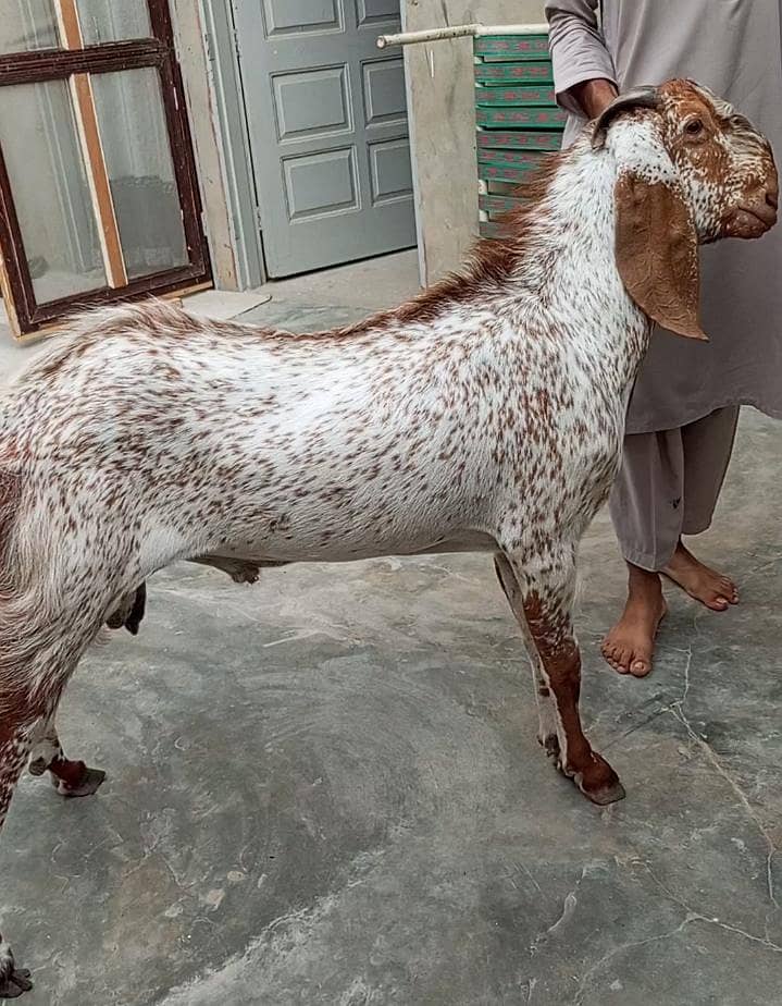 breeder bakra 2