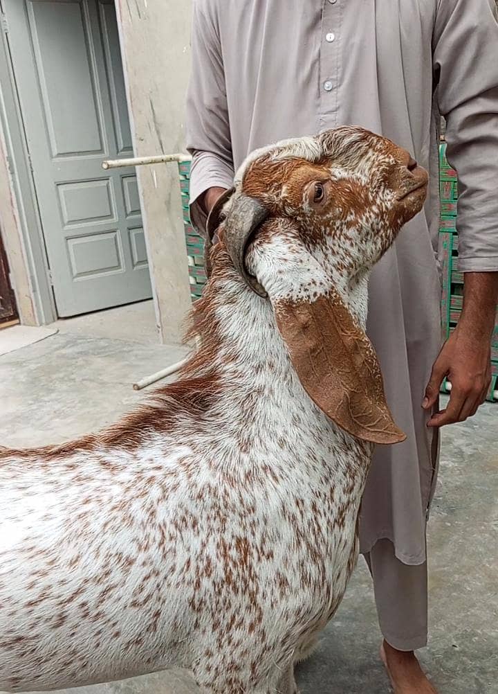 breeder bakra 3