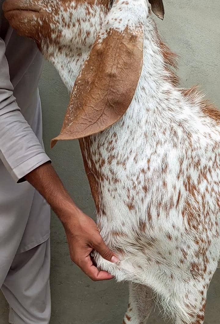 breeder bakra 4
