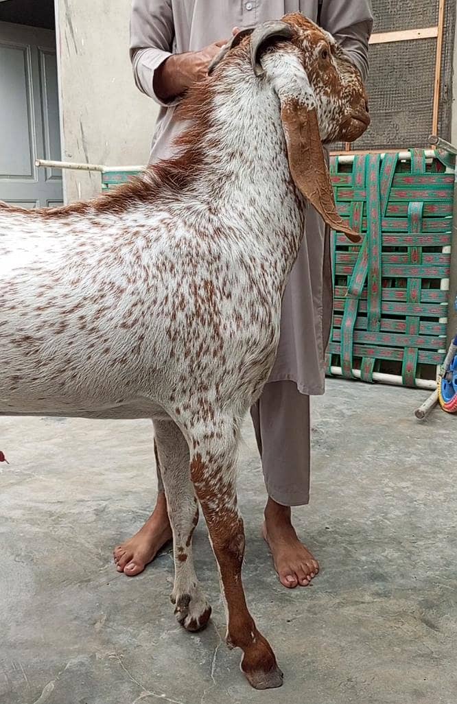 breeder bakra 5