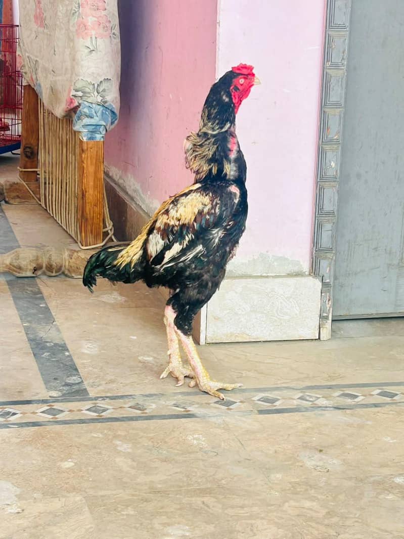 murga 0