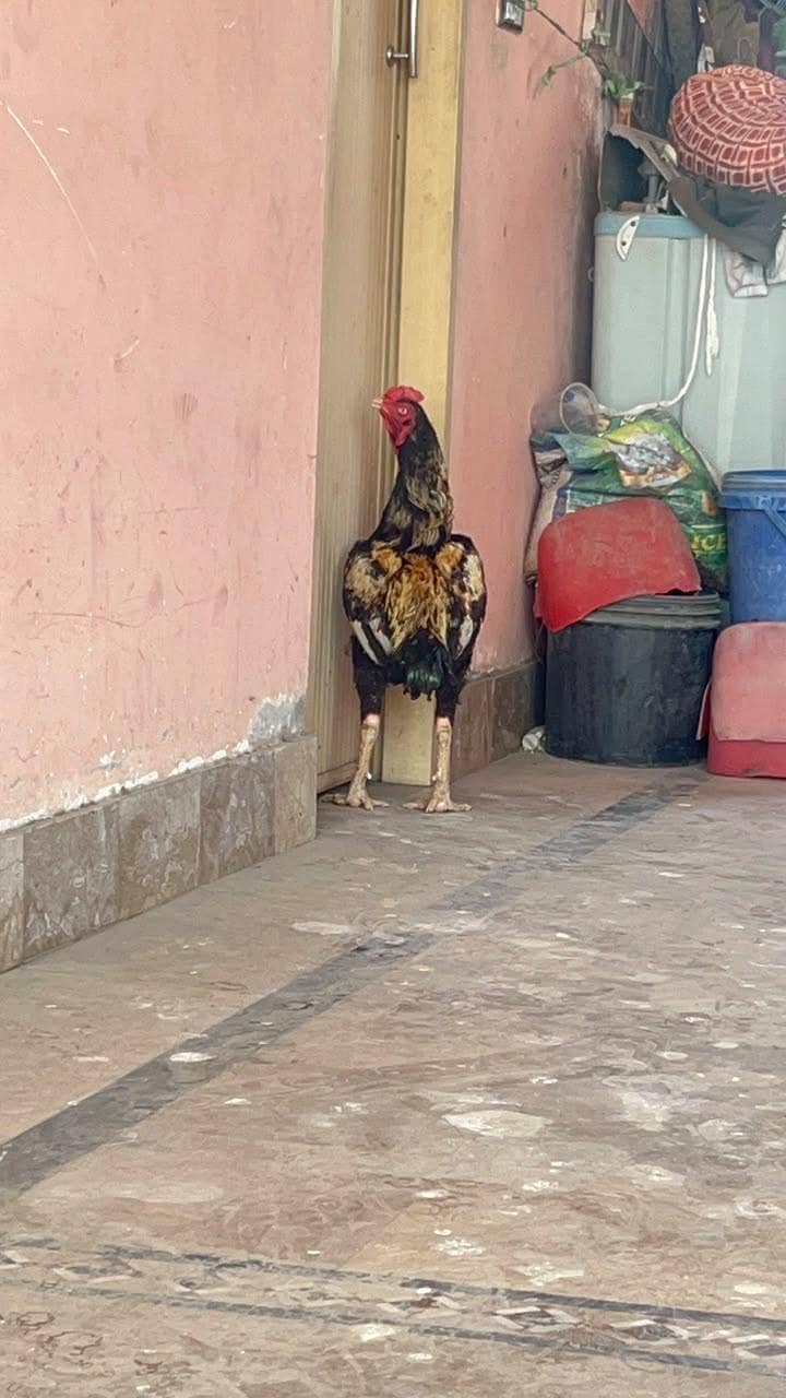 murga 1