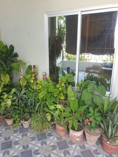 Plants for sale