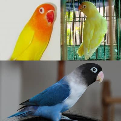 love bird