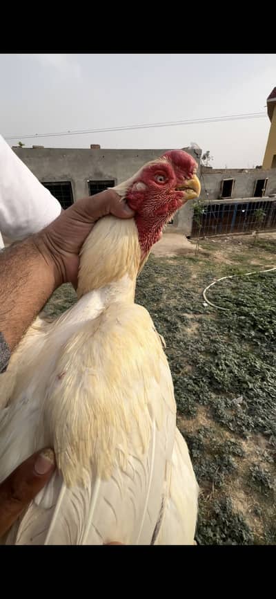 parrot beak long tail indian aseel