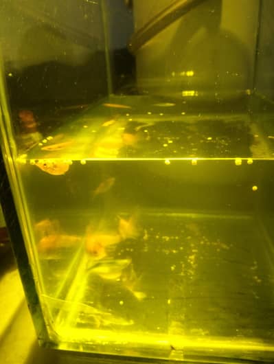 12 mm shishay me acoriyam or fish