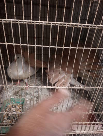 Red Tail/Black Tail Laka patthay 15 peice