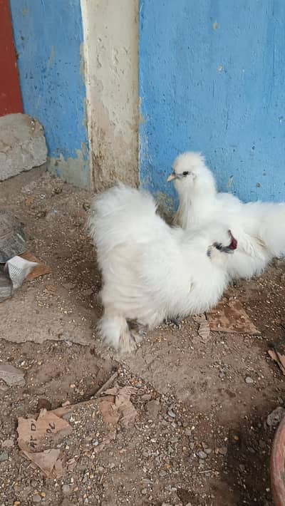 silkie pair