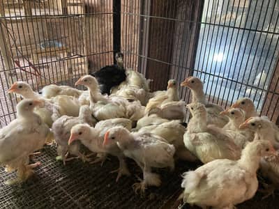 BANTAM CHICKS FOR SALE AGE 2 MONTHS ONLY SERIOUS BUYERS CONTACT