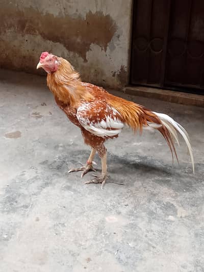 Aseel pholiya murga for sale. .