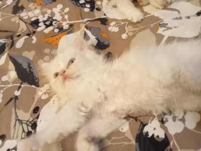 persian kittens
