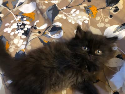 persian kittens