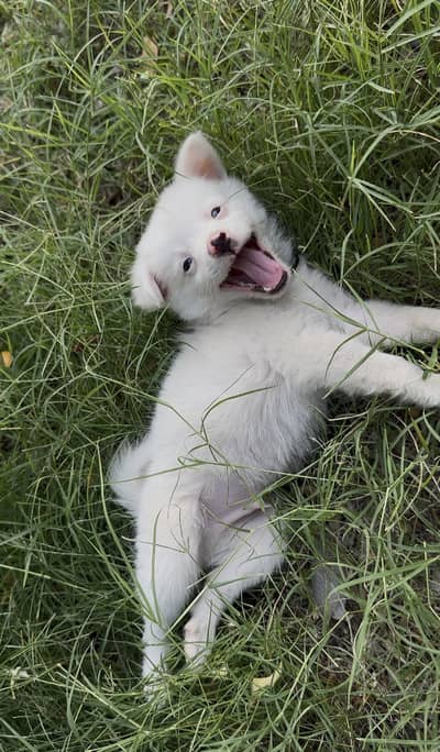 2 and half month puppy deworming complt vaccine hony wali hai