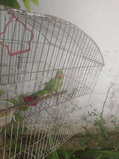 female parrot